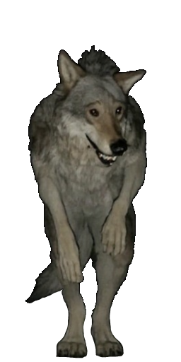 Den Wolf in Blister Online