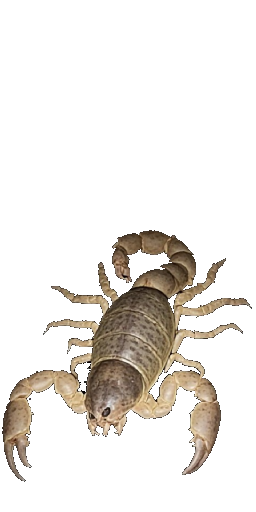 Giant Scorpion in Blister Online