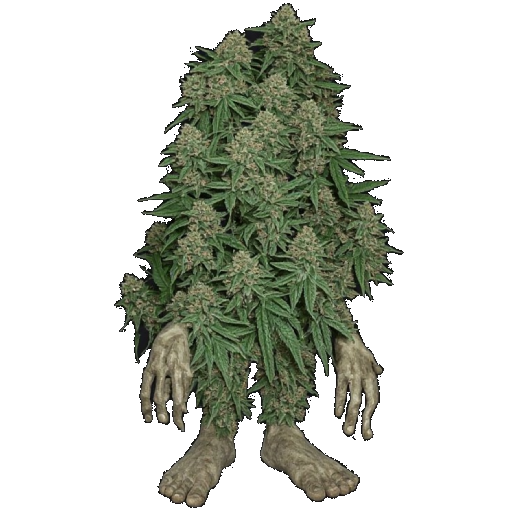 Bud Golem in Blister Online