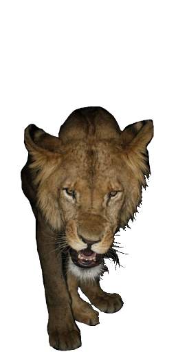 Savanna Lion in Blister Online